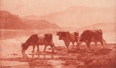 vaches au bord du llac d'Aiguebelette